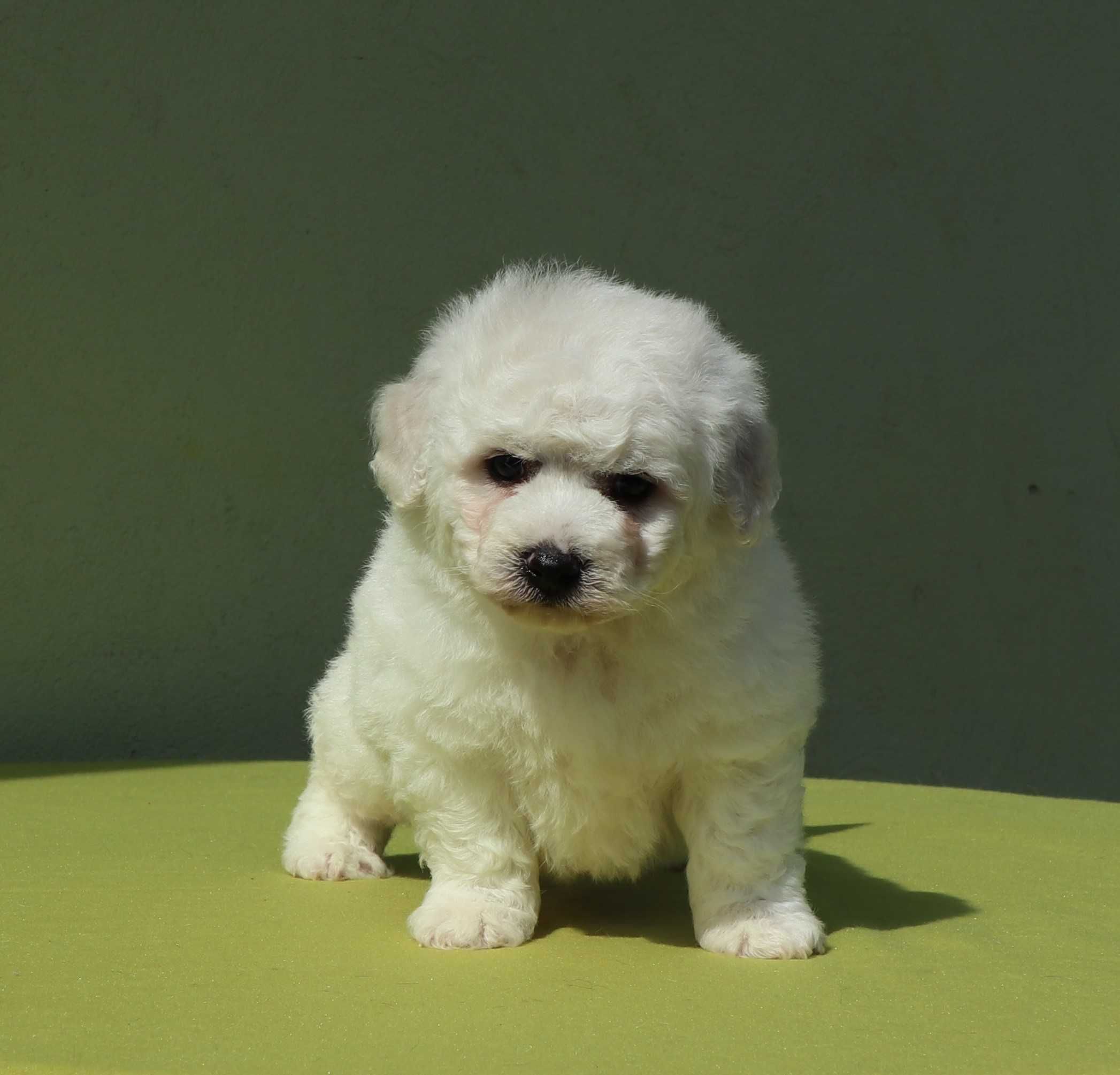 Bichon Fise masc cu pedigree FCI