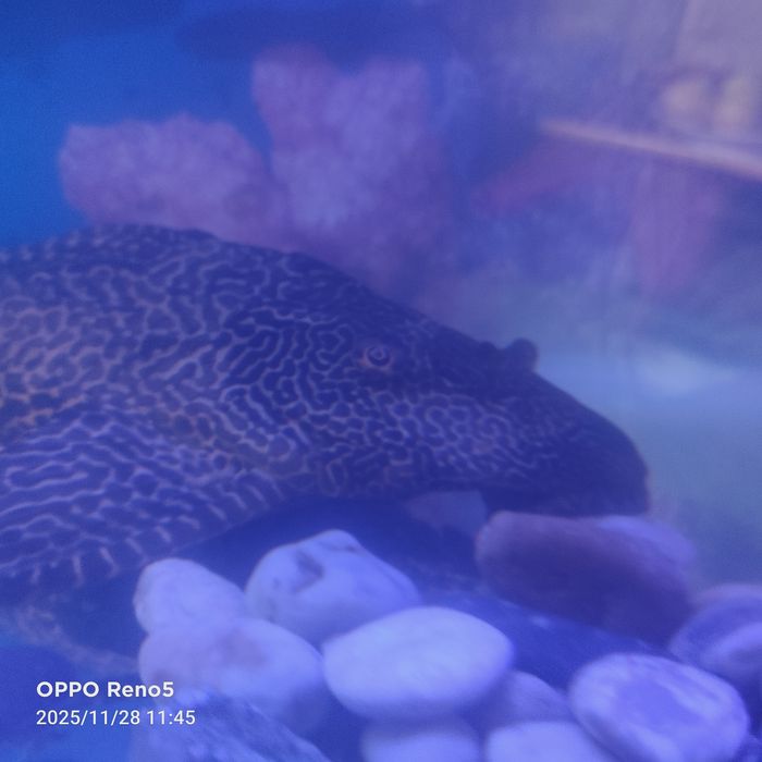 Продается парчевый сом