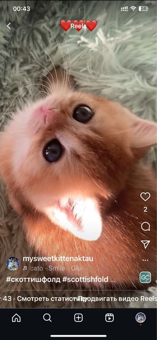 Золотые и серебрянные шиншиллы