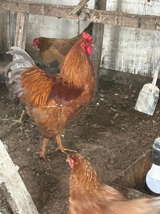 Қораз сатамын.Продам петуха