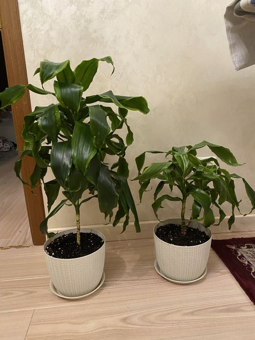 Драцена фрагранс. Драцена душистая