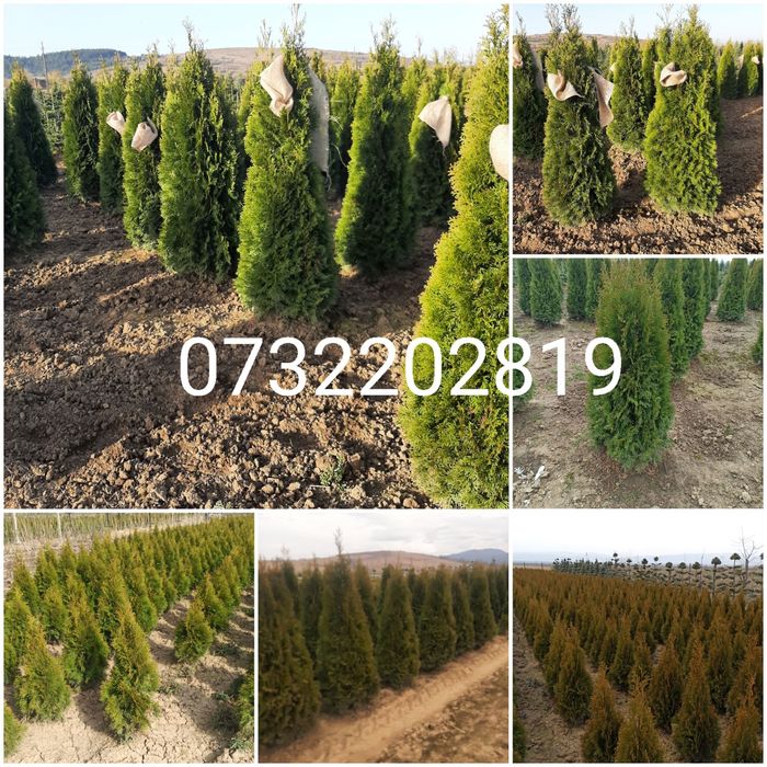 Vindem Tuia Leylandy Brazi Mesteacan Tei Platani Paltini etc