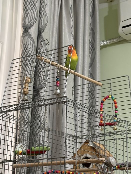 Agaponis fisher. Femela, varsta 3ani