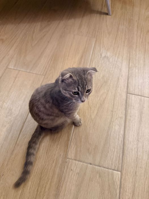 Нашел кошку серая