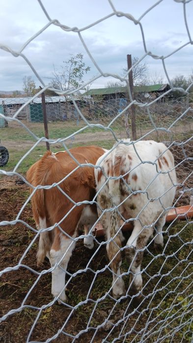 Vitei      de   vanzare