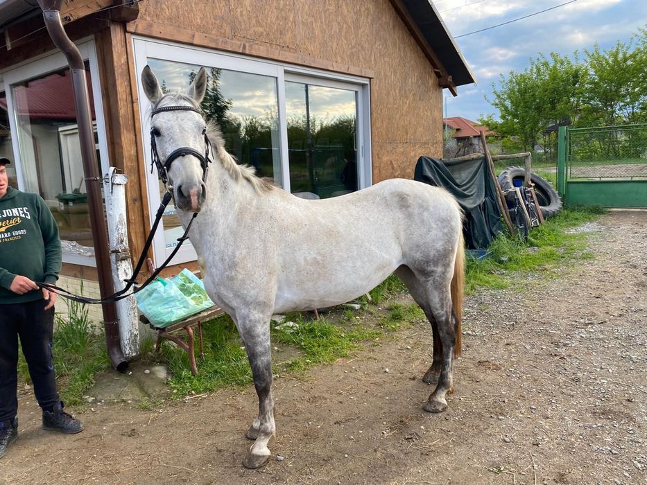 Iapă 7 ani , rasă metiș Arab