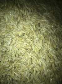 Orz și Triticale