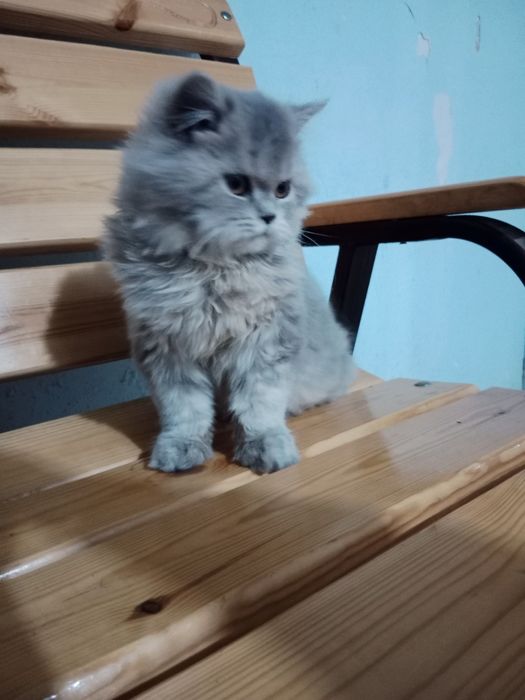 Xeylond fold 3 oylik mushuk bolasi