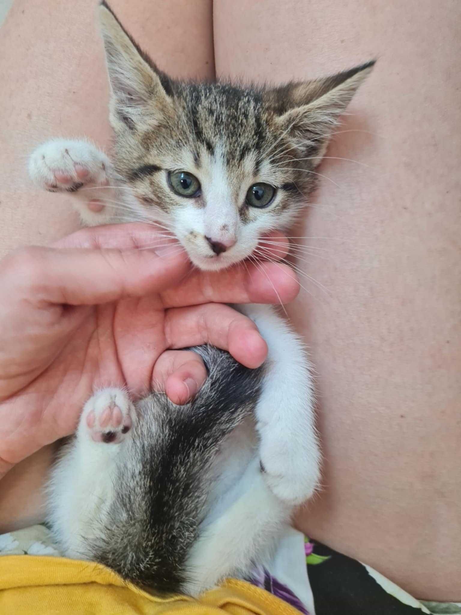 Мъжко коте си търси дом