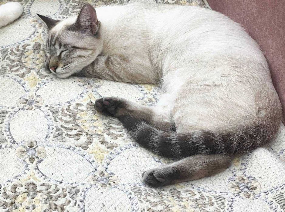 Сиамская кошка, в хорошие руки