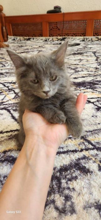 Кошка Muen Kun Пародистый