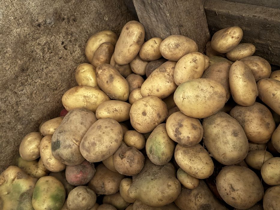 Cartofi pentru consum