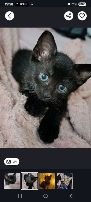 Oferim spre adopție 2 pisicuţe.
