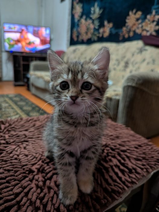 Отдам котенка бесплатно