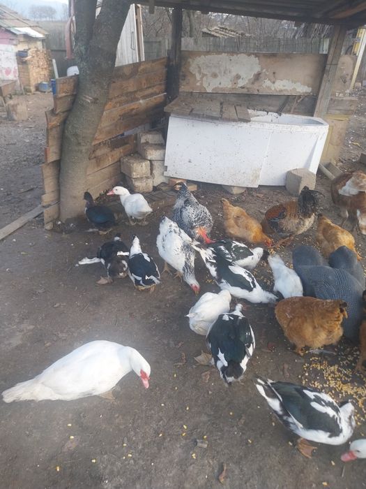 Nu răspund la mesaje doar contact telefon