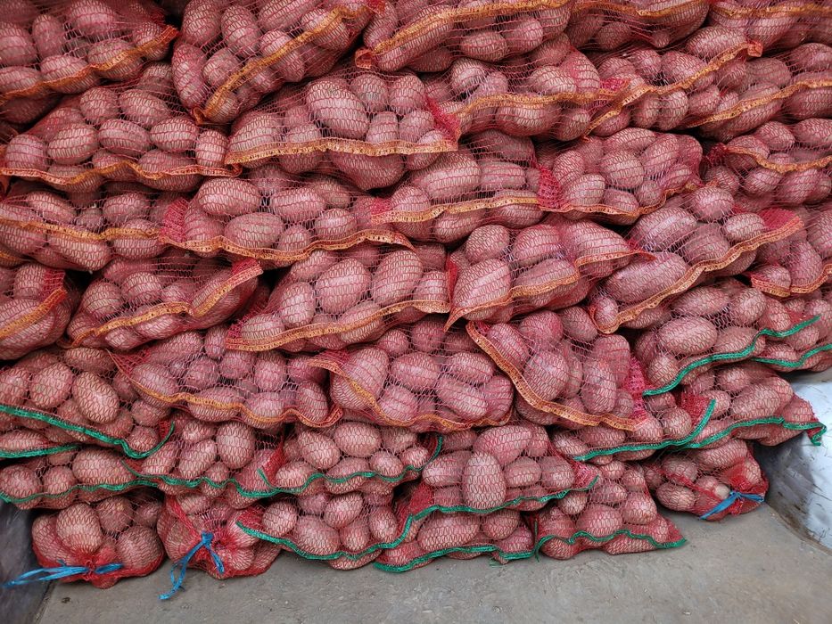 Cartofi rosu cu miez galben