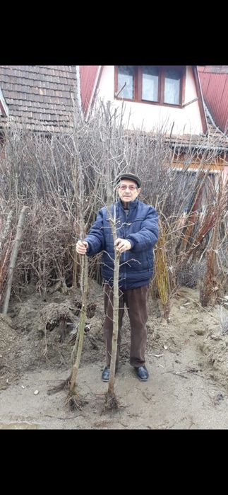 Nuci chandler.Coacaz.Migdal.Cais.Ciresi.Pruni.Visin.Alun.Aronia.MUR>RO