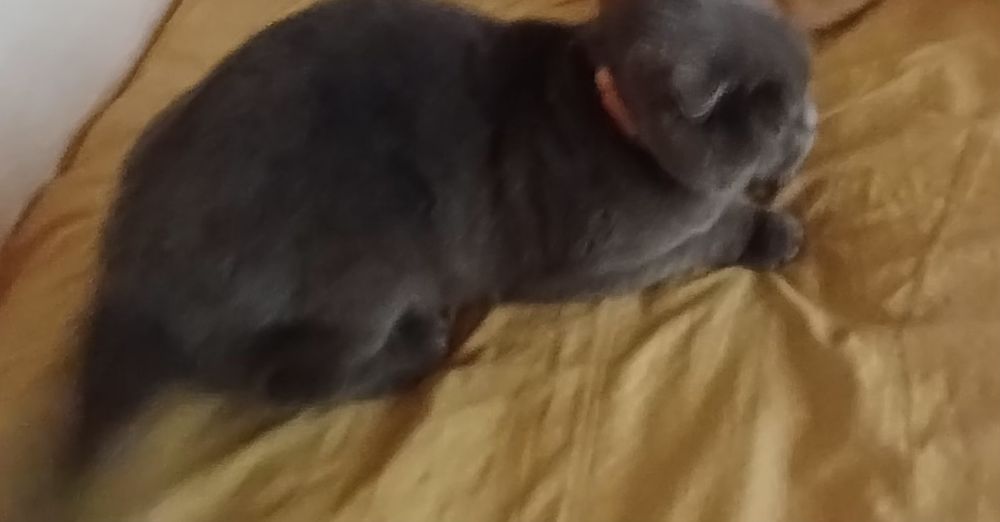 Скотишь фолд  чистый