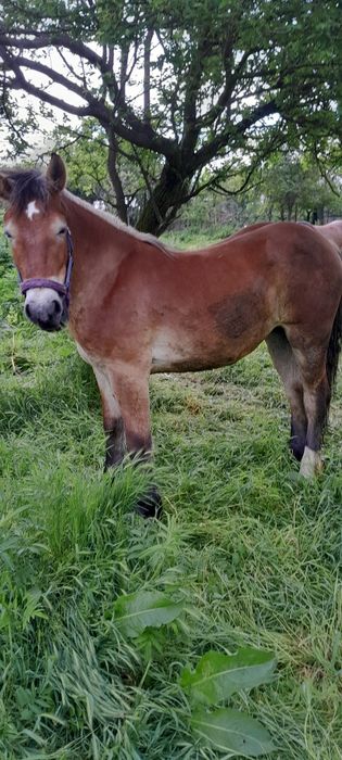 Cai de vinzare cirlana 1an și 3 lunii