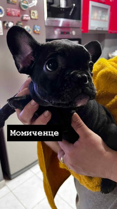 Френчета малки сладури