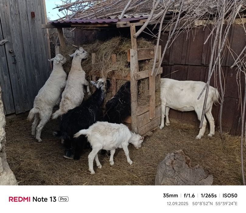 Продам козочек, породистые