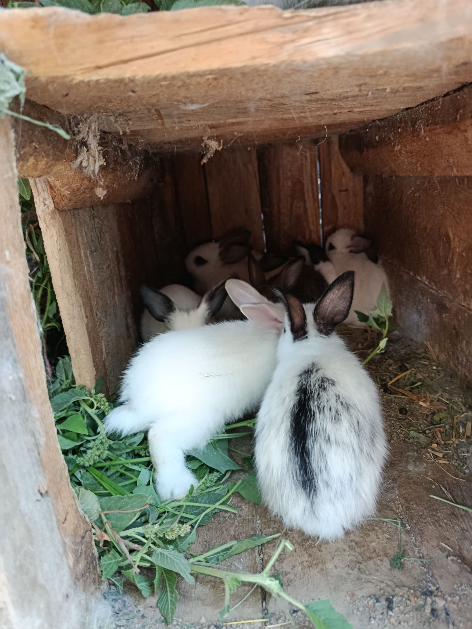 Домашние крольчата,30 дней от роду.