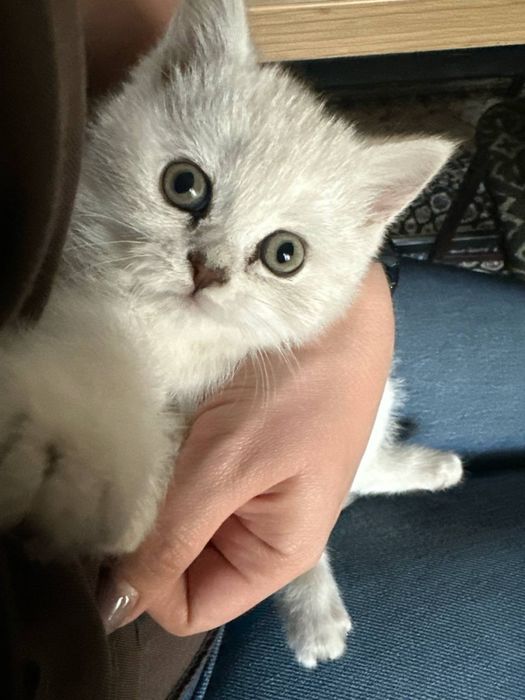 Котята -скотиш страйк, приучены к лотку и едяд корм