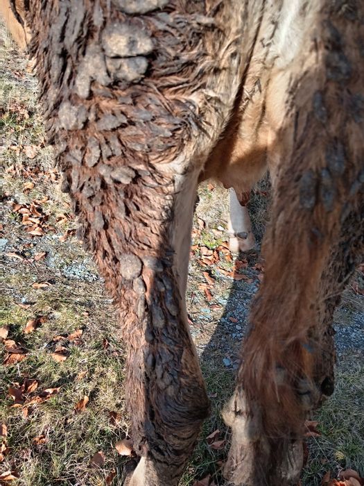 Vând vacă la prima fătare gestantă in 6 luni
