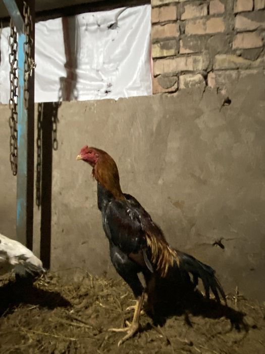 Дакан туляк с люлым пушу проверка смело