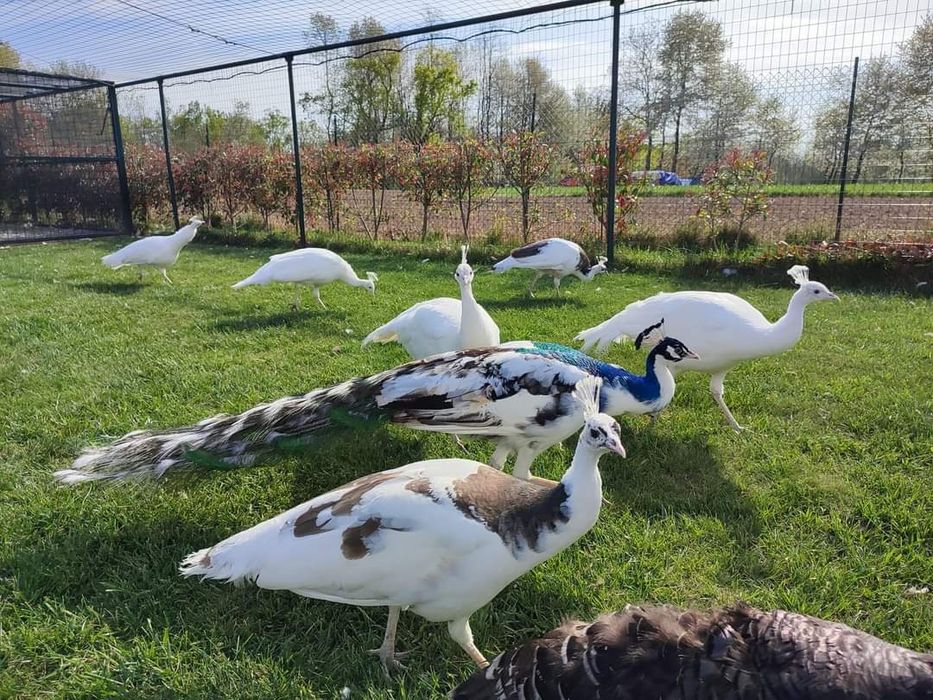 Продам павлинов разных видов и возрастовпропр