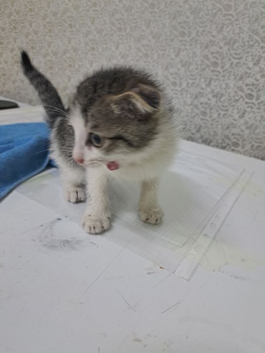 Отдам котенка в добрые руки