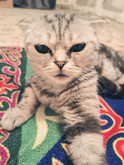 шотланская кошка