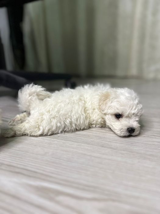 vând pui bichon mini toy
