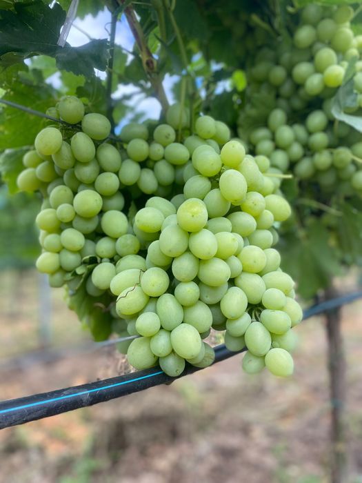 Struguri de masa si de vin