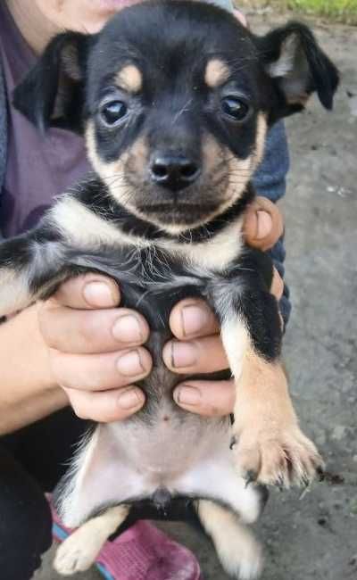 Пинчер мъжко и женско