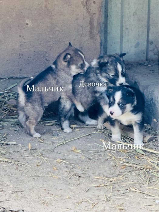 Продам Щенки  порода Лайка 3шт