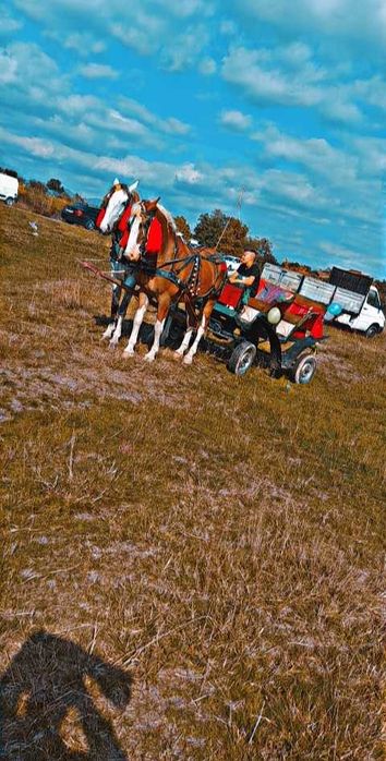 Vand trasura pentru cai