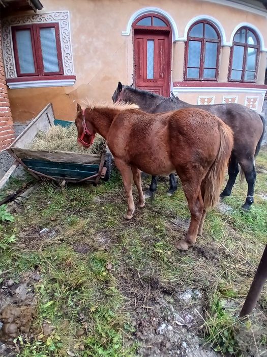 Vând manza de un an
