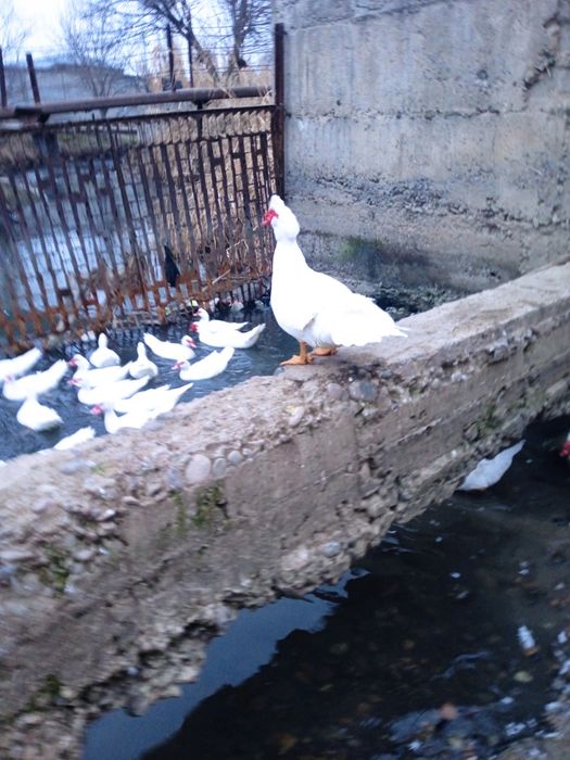 Продается экологически чистый продукт