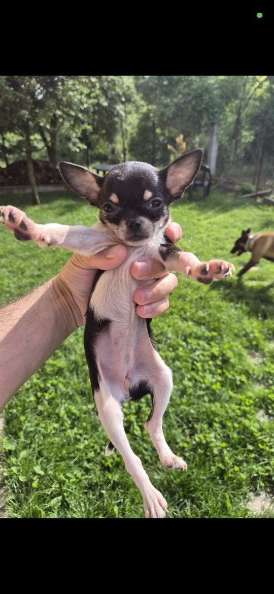 Pui Chihuahua de vanzare