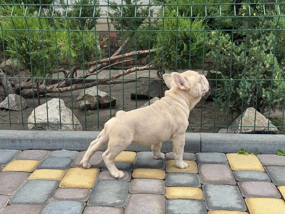 Френски булдог - Лилак, 5 месеца