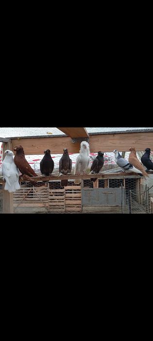 Porumbei jucători de botosani