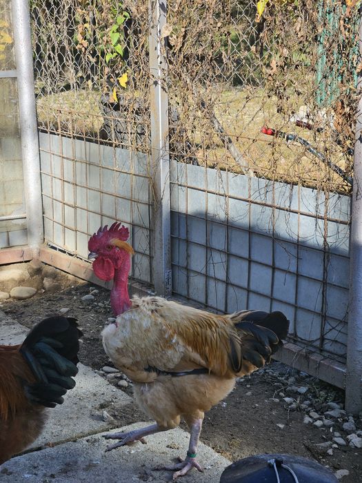 Cocoși gît golaș de Transilvania