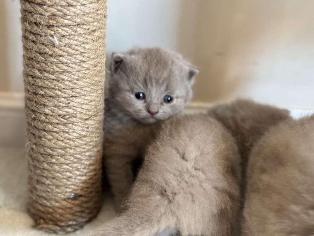 Британски и шотландски котета