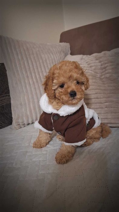 Той пудел,родители с Fci Родословие