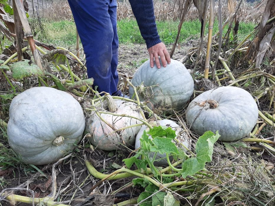 Dovleac bostan de copt turcesc placinta