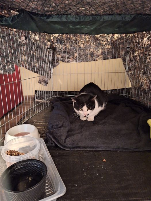 Petsitter- Dog walker