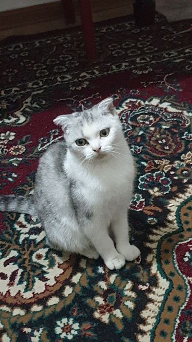 Scottish fold shinshilla