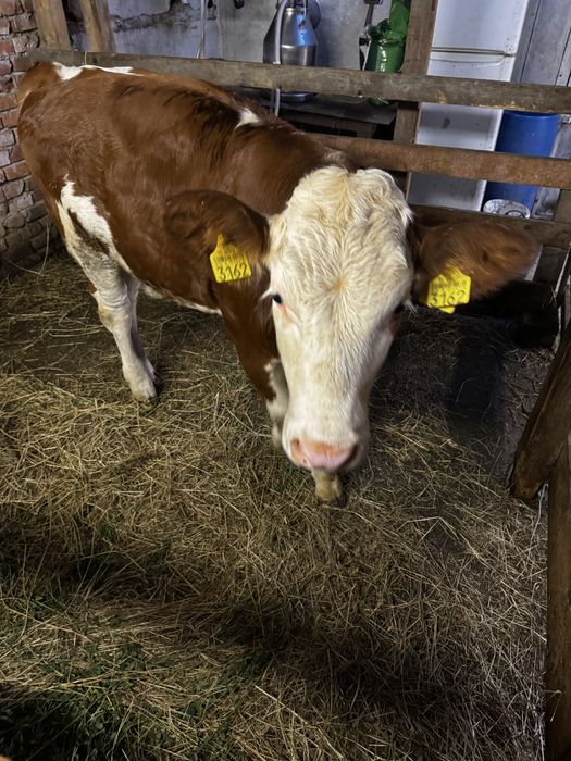 Vand vaca si 2 junici