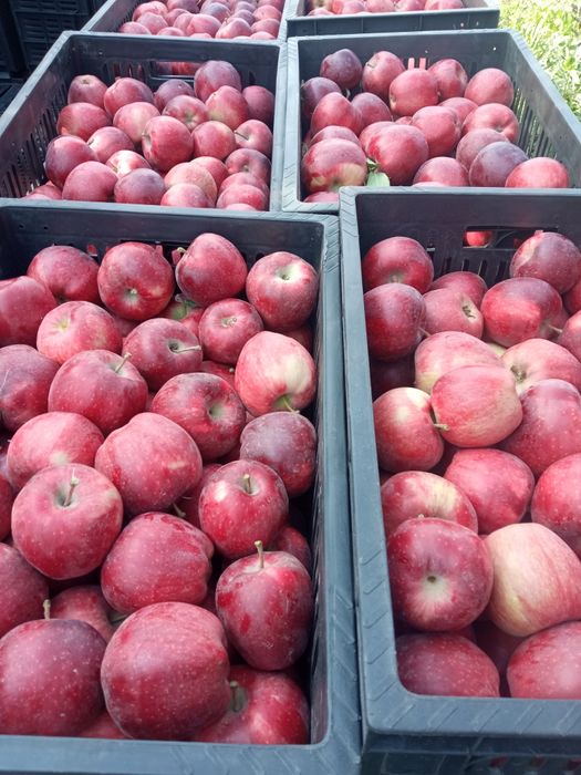 Яблоко  1-сорт  2025г